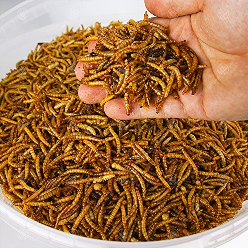 Mealworms 5 kg de gusanos de la harina secos para aves silvestres