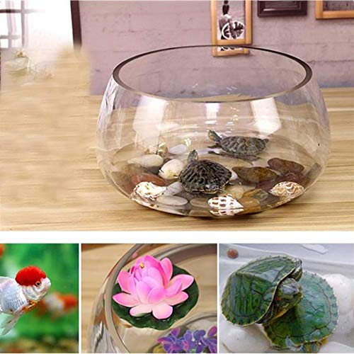 MUMUCW Única de Cristal Mini Tanque del Acuario Goldfish Bowl por Betta Glofish y Peces pequeños Negocio en casa Regalos de cumpleaños (Size : 20cm)