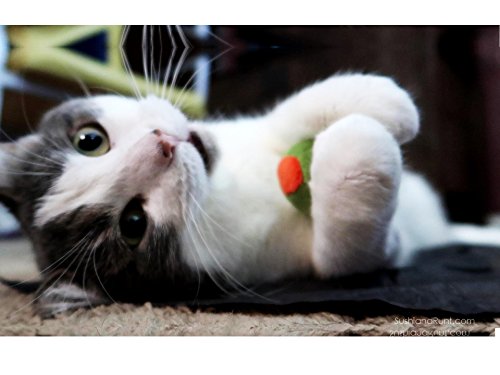 munchiecat - Juguete para Vino y Queso para Gatos, adopción de Gatos, Amantes del Vino, Regalo de inauguración de la casa