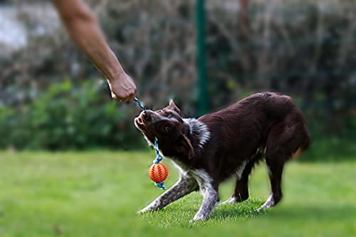 My Joone | Juguete para perros de rocío en color cebra y pelota de goma maciza / pelota dental para perros pequeños y grandes, pelota con cuerda, pelota de lanzamiento, juguete antidesgarros.