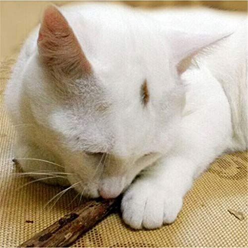 N-brand Pulabo 5 piezas de hierba gatera, juguete natural Matatabi Stick Mascota Gato Dental Treat Juguetes para masticar, estiloso y popular