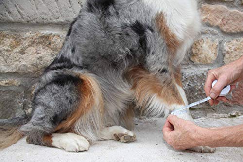 NATURE PET Vendaje para la articulación carpometacarpiana de Perro/Vendaje de protección de la articulación carpiana/Vendaje de protección de Perros Carpolock Medium Negro - XL