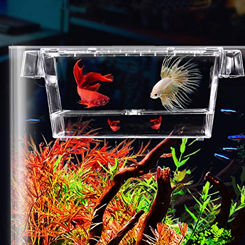 Netspower Caja de Aislamiento de cría Bandeja de desove Flotante Bandeja de desove para Peces, Caja de criador de Peces de plástico Transparente con 2 ventosas para Acuario
