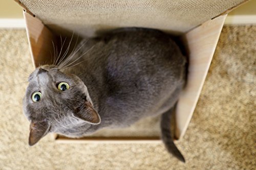 Pawmosa Rascador de gatos, poste de cartón vertical para arañazos, cama de salón como protector de muebles y decoración del hogar, incluye una hierba gatera (miel)