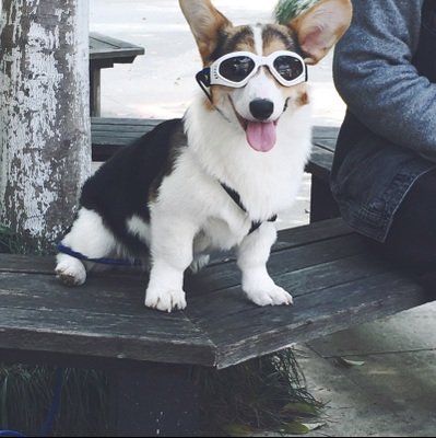 Pet LesoÃ‚® Dog Goggles Stylish Doggie Puppy Sunglasses Windproof - White by Pet Leso