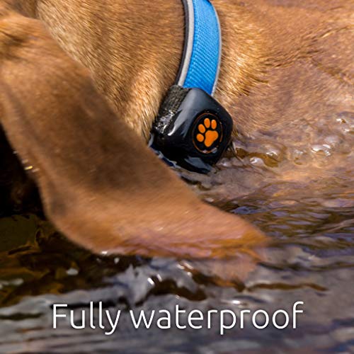 Pitpat 2 - Monitor de Actividad para Perros
