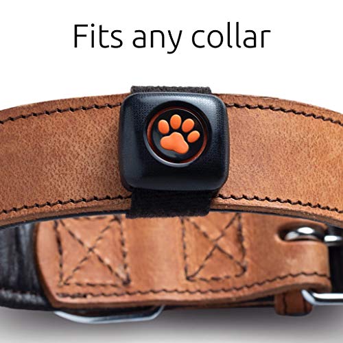 Pitpat 2 - Monitor de Actividad para Perros