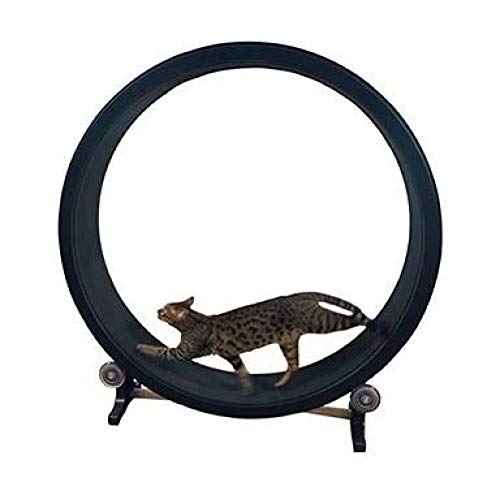 PLBB3K Juguetes Mascotas Gato Juguetes Gato Deportes Juguetes Gato Rueda Corriendo Marco de Escalada Gato Escalada Rueda Gato Cinta de Correr