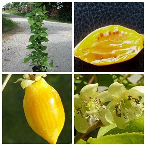 Portal Cool Frutas Menos comunes - Actinidia polygama - Plata Vine Kiwi - 6 Semillas de Calidad