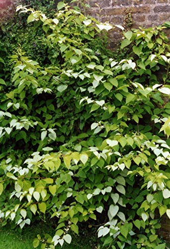 Portal Cool Frutas Menos comunes - Actinidia polygama - Plata Vine Kiwi - 6 Semillas de Calidad