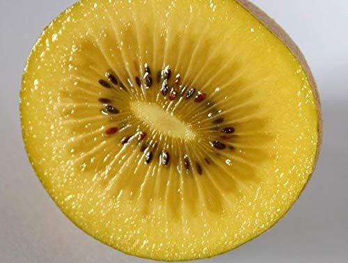 Portal Cool Frutas Menos comunes - Actinidia polygama - Plata Vine Kiwi - 6 Semillas de Calidad