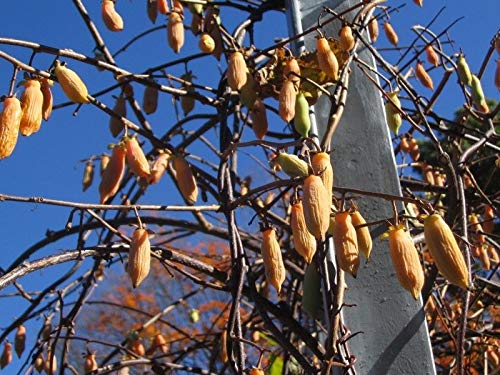 Portal Cool Frutas Menos comunes - Actinidia polygama - Plata Vine Kiwi - 6 Semillas de Calidad
