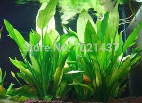 Promoción 1500 semillas de 15 tipos de semillas de peces de acuario tanque de agua semillas de la hierba Planta acuática de bricolaje