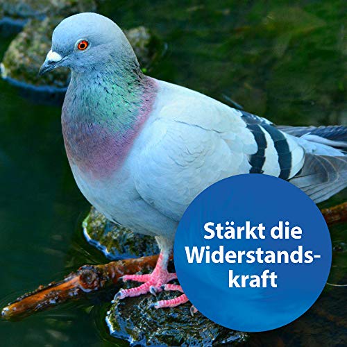 quiko Plus – Extra Proteínas para Pájaros de todos los tipos de pájaro Ornamentales, lata, 1er Pack (1 x 400 g)