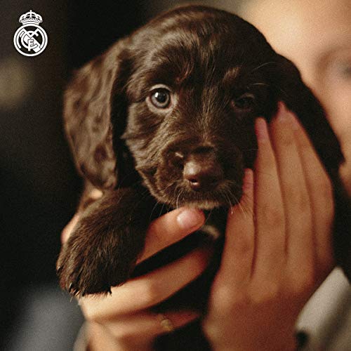 Real Madrid SU-01M-RM Sudadera para Perro, Talla M