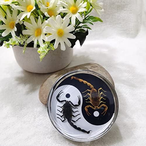 Resina de Insectos, EspéCimen Resina Insectos, Insecto en Resina Animal, ArañA EscorpióN, Chisme/Significado Paz, Adornos, Adecuado para Regalos de CumpleañOs Y Recuerdos