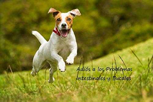RoyalCanin Adult Small Dog 8 kg Especial Razas Minis y Pequeñas | Pienso Gastrointestinal para Perros Adultos con Problemas Digestivos y Bucales | Comida Intestinal Seca Que Elimina el Sarro Dental