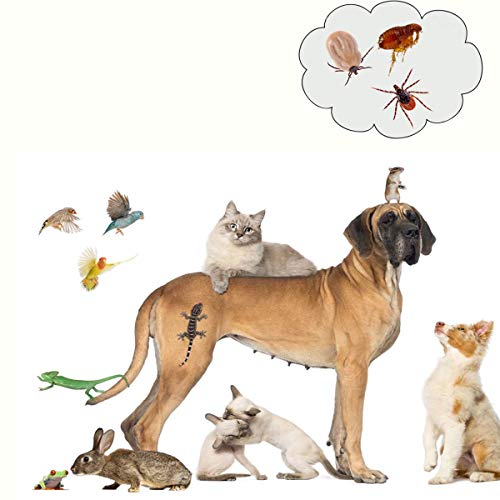 saizone Pinzas para garrapatas, Pinzas para garrapatas, removedor de garrapatas para Perros/Gatos/Aves en un Conjunto de 2 removedores de garrapatas Premium + Caja de Almacenamiento