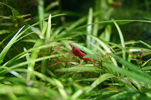 Seachem Suplemento para Plantas Flourish