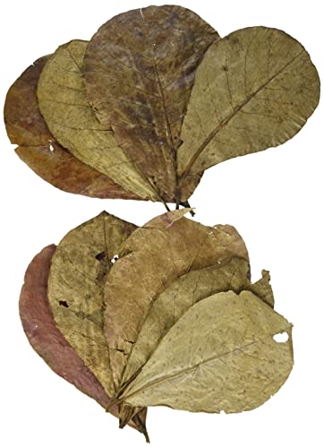 sera Catappa Leaves M 16-20cm 10pcs