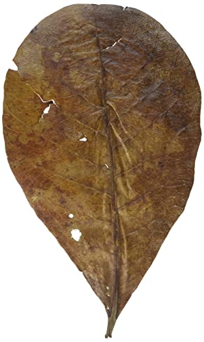 sera Catappa Leaves M 16-20cm 10pcs