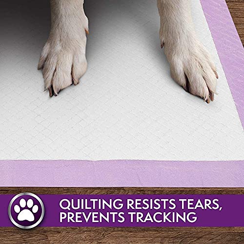 Simple Solution Almohadillas de Entrenamiento para Perros y Cachorros Premium, con Aroma de Lavanda (Pack de 100)