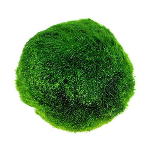 SMLJFO 4 bolas de musgo de acuario pequeñas bolas de musgo de Marimo bolas decorativas de algas para pecera, bolas de hierba verde para adornos de pecera, decoración de acuario de agua dulce