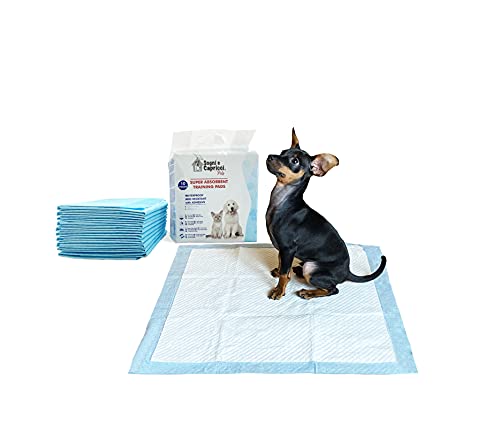 Sogni e capricci Pets Empapador para Mascotas Pets, Neutral, 10 Unidades