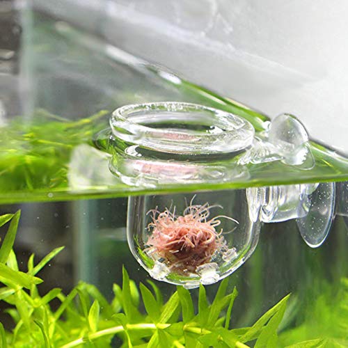 SONK Taza de alimentación roja, alimentador de Acuario alimentador de Peces Transparente con Ventosa para Peces de Acuario para Agua de mar y Acuario(Glass Hole Cup (Suitable for nematodes))
