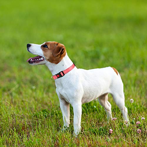 Taglory Collar Perro, Collar Nylon Reflectante Neopreno Forrado Ajustable para Perros Pequeños, Rosa