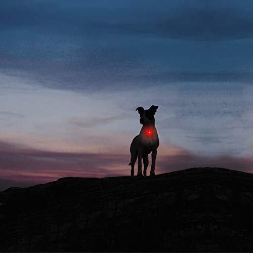 Taglory Luz LED Collares para Perro Clip-on, Luces de Seguridad Coloridas para Perros y Gatos, Collar Luminoso Perro Luz Impermeable, Colgante Perro Luz LED Noche(2 Baterías Adicionales), Rojo
