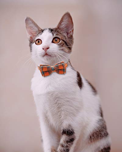 TagME Collar de Gato Personalizado, con Placa de Identificación Personalizable y Hebilla de Liberación Rápida Corbata de Moño Collar de Gato, 1 Paquete Naranja