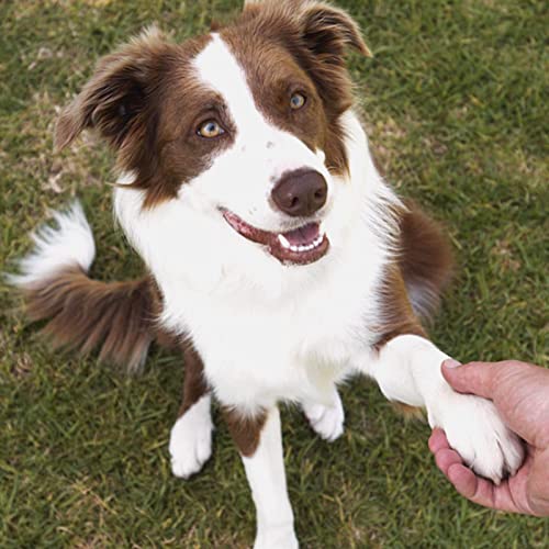 Tinte para el cabello para perros, 30ml Crema para tinte para el cabello para mascotas, Cuidado de mascotas Tintes para teñir el cabello Suministros para agentes de pigmento, Tinte para el cabello par