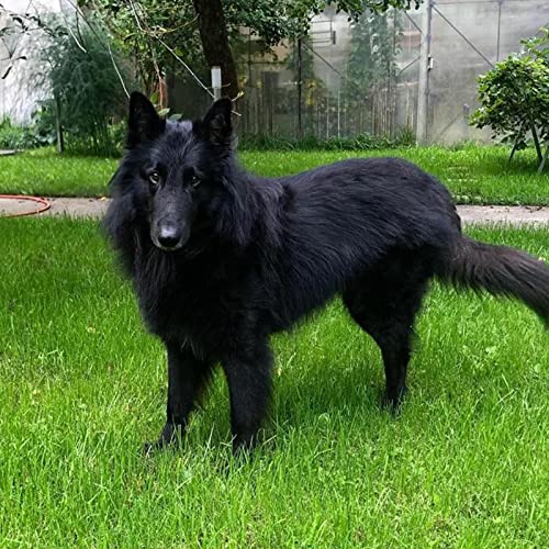 Tinte para el cabello para perros, tinte para el cabello seguro para perros, moda 30 ml para mascotas, perros, gatos, animales, colorantes para el cabello, colorantes, tintes, agentes de pigmento, sum