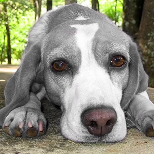Tinte para el pelo de mascotas, 30 ml, producto profesional para perros y gatos