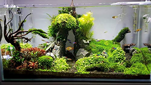 TM Aquatix - Piedra de acuario para peces, decoración natural, piezas de primera calidad