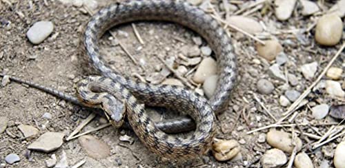 TodoCultivo Repelente de Serpientes, lagartos y Otros Reptiles.450grs (150m2) Granulado ahuyentador de Serpientes de Alta eficacia. No venenoso.