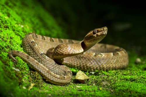 TodoCultivo Repelente de Serpientes, lagartos y Otros Reptiles.450grs (150m2) Granulado ahuyentador de Serpientes de Alta eficacia. No venenoso.