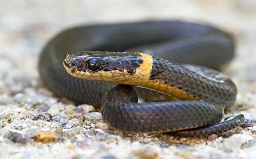 TodoCultivo Repelente de Serpientes, lagartos y Otros Reptiles.450grs (150m2) Granulado ahuyentador de Serpientes de Alta eficacia. No venenoso.