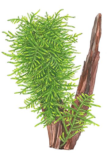TROPICA Taxiphyllum sp. 'Spiky' - Musgo con Picos para Cultivar Tejidos en Vivo Acuario, Plantas de camarón Seguro y sin Caracoles