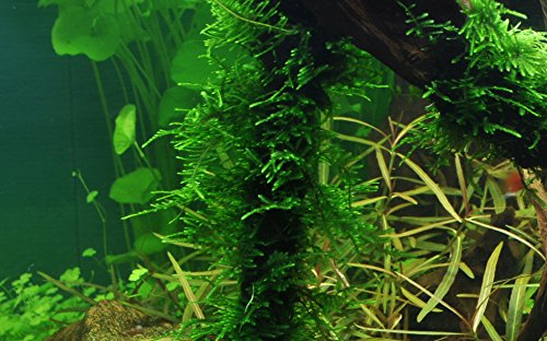 TROPICA Taxiphyllum sp. 'Spiky' - Musgo con Picos para Cultivar Tejidos en Vivo Acuario, Plantas de camarón Seguro y sin Caracoles