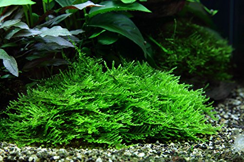 TROPICA Taxiphyllum sp. 'Spiky' - Musgo con Picos para Cultivar Tejidos en Vivo Acuario, Plantas de camarón Seguro y sin Caracoles