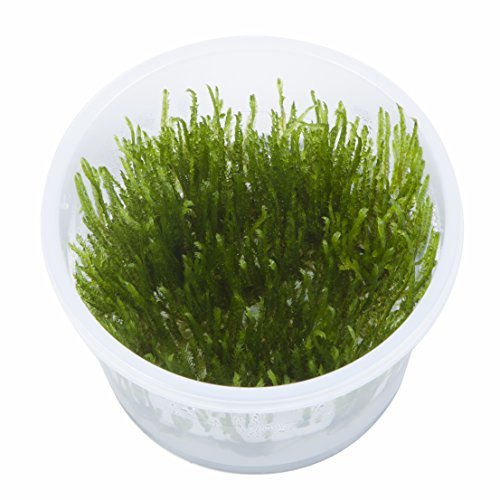 TROPICA Taxiphyllum sp. 'Spiky' - Musgo con Picos para Cultivar Tejidos en Vivo Acuario, Plantas de camarón Seguro y sin Caracoles