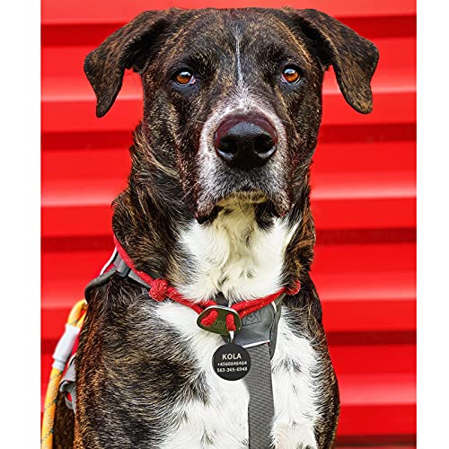 Uiopa 2 Piezas Chapa Perro Grabada, Placas Chapas para Perros Personalizadas Acero Inoxidable, Etiquetas de Identificación para Mascotas para Collar Perro Gato Mascota (Negro Redondo, Pequeño)