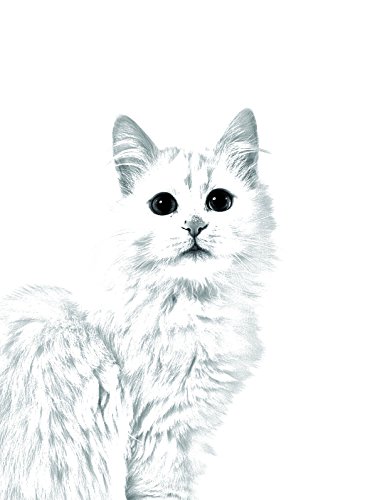 Van turco gato, ovalado tumba de azulejos de cerámica con una imagen de un gato
