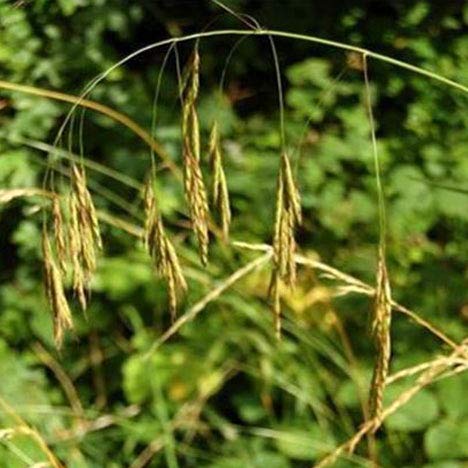 Wild Oat Nr. 36 Just's Original English BIO Bach Blossome Waldrespe - Terapia de floración para humanos y animales