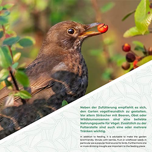 WILDLIFE FRIEND I Comedero Exterior para Aves, Pájaros - de Ventana - Transparente I Alimentador - Comederos para Aves [Smart]