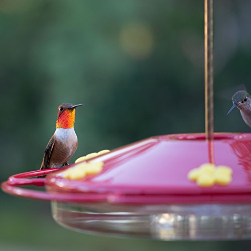 Woodstream colibrí w colibrí Oasis rojo 16 onzas – 221