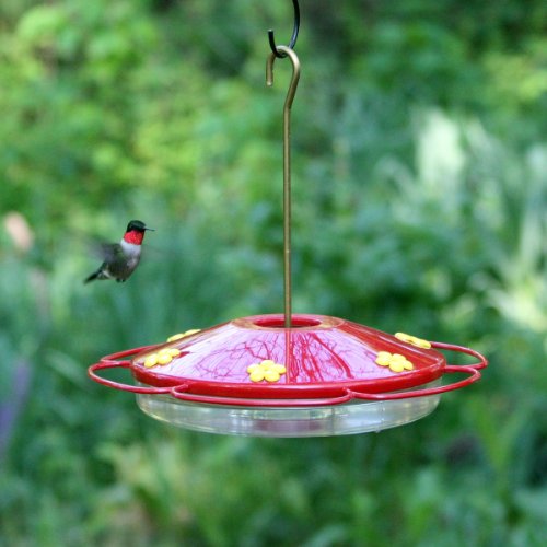 Woodstream colibrí w colibrí Oasis rojo 16 onzas – 221