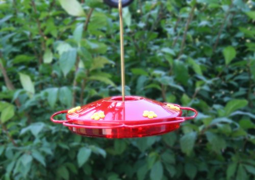 Woodstream colibrí w colibrí Oasis rojo 16 onzas – 221